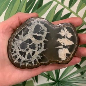 Septaria stone from Morocco